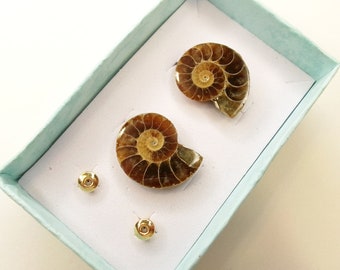 Ammonite Fossil Stud Post Earrings, Paleontology Jewelry, Biology, Science, Gift