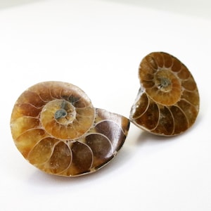 Large Ammonite Fossil Stud Post Earrings, Natural Stone Biology Jewelry