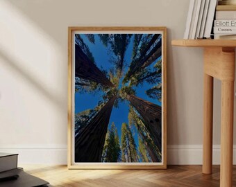 Parque Nacional Sequoia