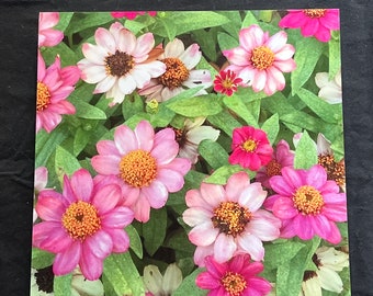 Zinnias