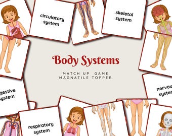 Adesivi magnetici dei sistemi corporei: gioco educativo di abbinamento (download digitale)