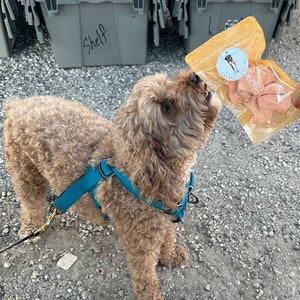 May include: A brown dog wearing a blue harness looks up at a bag of dog treats. The bag is labelled "Crunchy Bites".