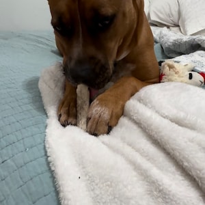 Anxiety calming chewable dog treat