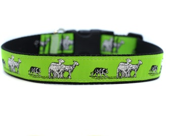 Collar de perro de 1 pulgada de ancho con hebilla ajustable o martingala en Border Collie