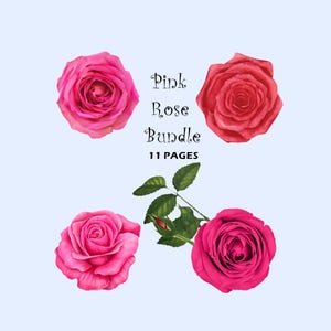 Paquete de rosas con flores y capullos de rosas rosadas, clipart de rosas rosadas con fondo transparente, descarga instantánea para proyectos de manualidades