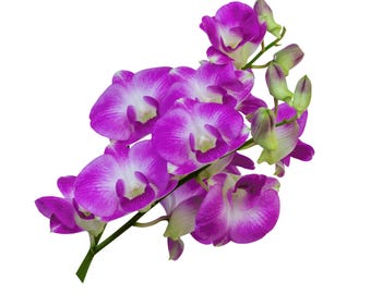 Design with Purple Orchid Clipart, Designs Look So Good with 300dpi Images, Realistic Orchid Images for Your Craft Ideas