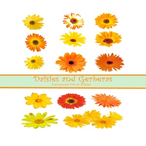 Orange und gelbe Gerbera und Gänseblümchen Clipart-Bogen, mittlere Größe einzelne Blumen, Clipart-Bilder für Karten Scrapbooking Einladungen Handwerk