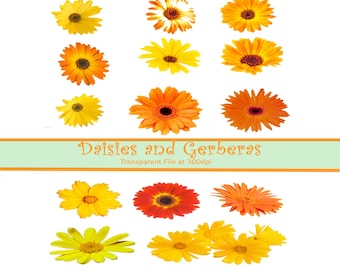 Orange and Yellow Gerbera and Daisy Clipart Sheet, Medium Size Single Flowers, Clipart Images for Cards Scrapbooking Invitations Crafts