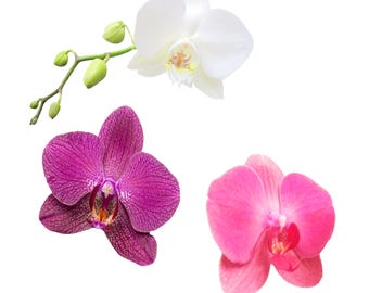 Design with Orchid Clipart, Realistic Orchid Images for Your Craft Ideas, Orchids in White Purple and Pink, Orchid Flowers for Floral Design