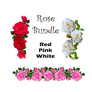 Lot de roses avec des roses rouges blanches et roses, des fleurs et des boutons, de vraies roses à la recherche de vraies roses avec un fond transparent, téléchargement immédiat impression