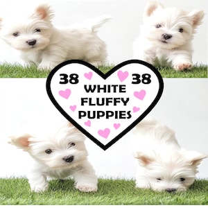 Clipart di cuccioli bianchi e soffici, cuccioli coccolosi, album di ritagli e diari spazzatura, inviti e temi per feste di compleanno, stampa istantanea