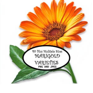 May include: A bright orange marigold flower with green leaves. The text "40 Plus Multiple Sizes MARIGOLD VARIETIES PNG AND JPEG" is in a white oval.