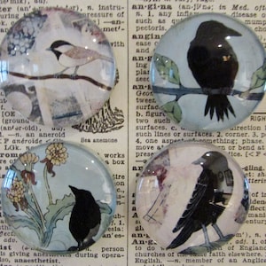May include: Four glass paperweights with different images. One features a black bird on a branch, another has a black bird on a branch with green leaves, another has a black bird on a branch with white flowers, and the last one has a black bird on a branch with white flowers and a blue background.