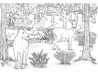 Adult Coloring Page-Deer-Woodland-Forest-Deer in the Dell-Wall Decor-DIY Wall Decor-Nursery Decor-Print it Yourself