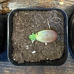 Mystery box of plant cuttings/starters
