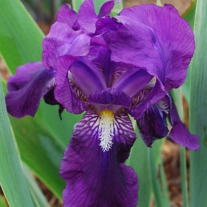 Peut inclure: Une fleur d'iris violette vibrante avec des marques blanches et jaunes au centre. La fleur est en pleine floraison et a plusieurs pétales.