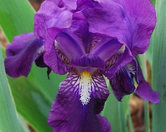 Crimson King Bearded Iris Bulb Historic 1893, Barr Collected , Mature Large Bulbs