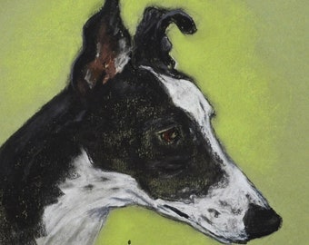 Greyhound Dog Art Original Pastel Drawing By Cori Solomon