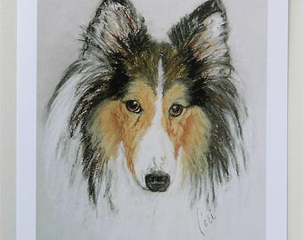 Shetland Sheepdog Sheltie Dog Art Note Cards By Cori Solomon