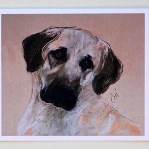 Anatolian Shepherd Dog Art Note Cards By Cori Solomon