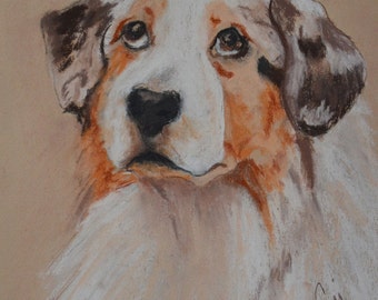 Australian Shepherd  Original Pastel Drawing Dog Art Framed and Matted by Cori Solomon