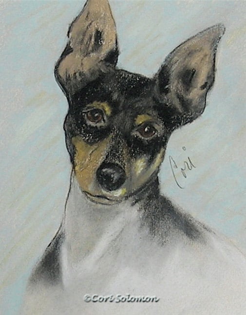 Toy Fox Terrier Dog Art Pastel Drawing By Cori Solomon Etsy