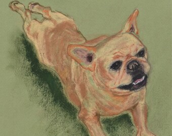 French Bulldog in Frog Dance Position Dog Art Original Pastel Drawing By Cori Solomon