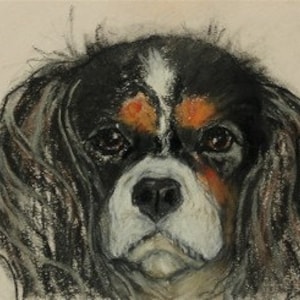 Cavalier King Charles Spaniel Dog Art Note Cards By Cori Solomon