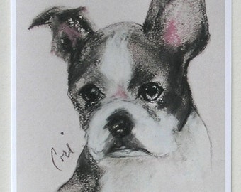 Boston Terrier Puppy Dog Art Notecards By Cori Solomon