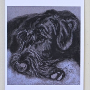 Giant Schnauzer Dog Art Note Cards By Cori Solomon