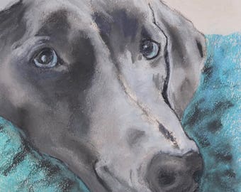 Weimaraner Dog Art Pastel Drawing By Cori Solomon
