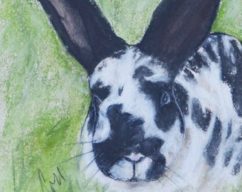 Black and White Bunny Rabbit in Grass Original Art Pastel Drawing By Cori Solomon