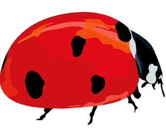 Ladybug