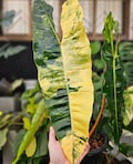 Philodendron Billietiae High Variegated Rooted Single Leaf Node cuttings