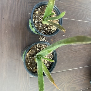 Live organic aloe vera plant - Etsy.de