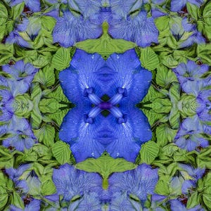 headband / neck scarf with a rabbit ear iris design