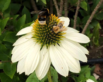 Échinacée (20 graines) - Echinacea Purpurea