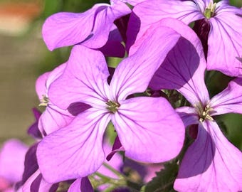 Feuille d'argent (20 graines) - Graines - Lunaria Annua