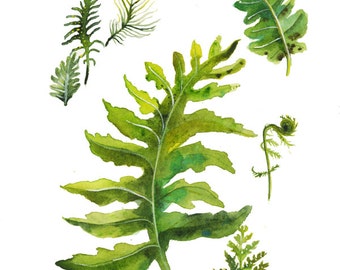 Fern Specimens - print of original watercolor