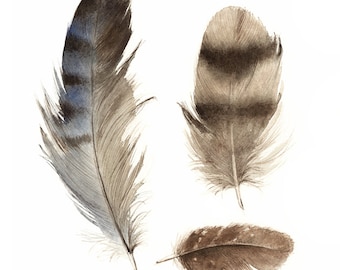 feathers painting, watercolor, art, wall, decor, earth tones, "Found Feathers no. 3"  Print