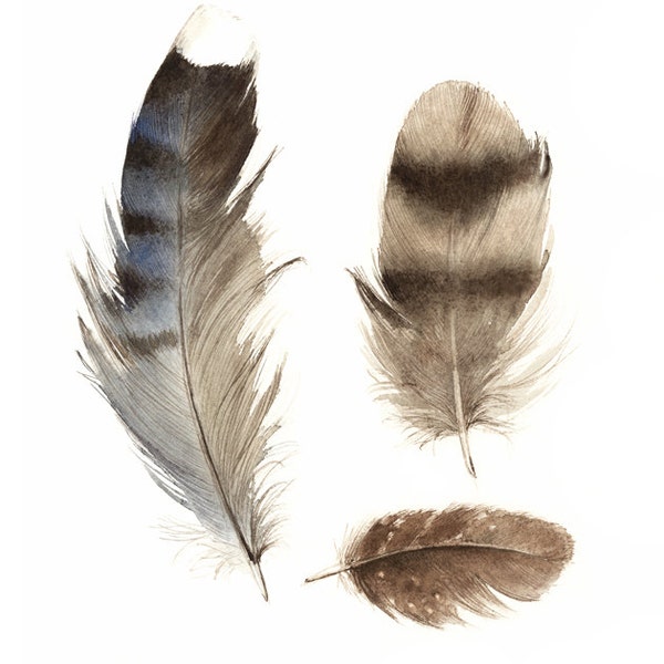 feathers painting, watercolor, art, wall, decor, earth tones, "Found Feathers no. 3"  Print