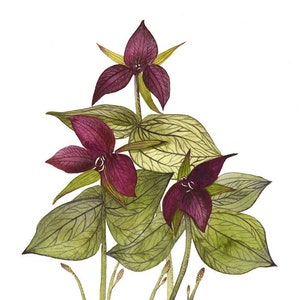 Botanical Art- Nature, spring, flowers- Trillium