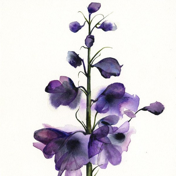 Delphinium - botanical print, watercolor botanical, watercolor flowers, cottage chic