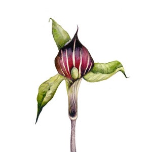 Jack in the Pulpit - Botanical archival Art print, gardening