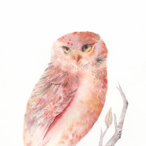 Pink and Salmon Owl archival watercolor print