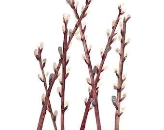 Pussy Willows Print