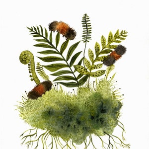Woolly Bears and Ferns - nature art, ferns, caterpillars and ferns -Archival Print of original watercolor painting