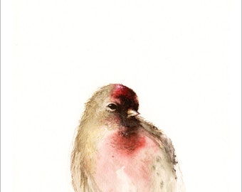 Red- Male Redpoll Archival print of watercolor, bird art, nature, woodland