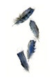 feather painting- print - watercolor feathers, feather art -Blue Jay Feathers - 