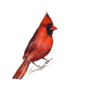 Bird art, Cardinal Watercolor Art Print, watercolor painting, bird watercolor, bird art print, cardinal painting image 2